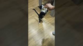 chat qui danse [upl. by Alban]