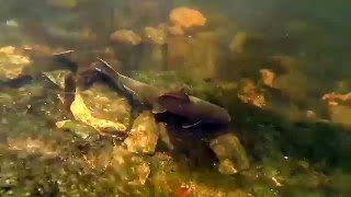 Golden redhorse suckers feeding below Conneaut Swamp Pennsylvania [upl. by Allison]