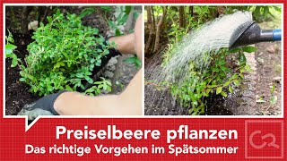 Eine Preiselbeere pflanzen – Das richtige Vorgehen [upl. by Asiralc]