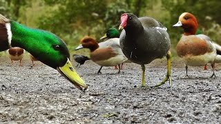 Ducks Quacking  Featuring Mallard Duck Wigeon Moorhen Rook and Mute Swan [upl. by Amyaj]