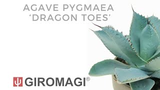 Agave pygmaea ‘Dragon Toes’ [upl. by Korney781]