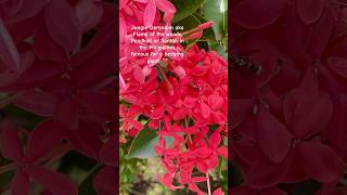 Ixora Coccinea aka Jungle Geranium blumengarten garden flowers exotic planze gartenplants [upl. by Melbourne]