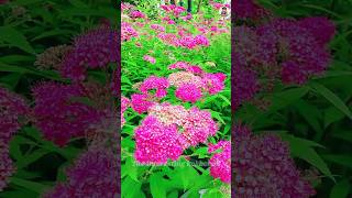 Beautiful Spiraea japonica💐🥰shorts flowersshortviralvideonaturalbeautifulflowers [upl. by Ahsac]