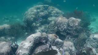 Puerto Morelos Mexico Snorkeling [upl. by Indyc159]