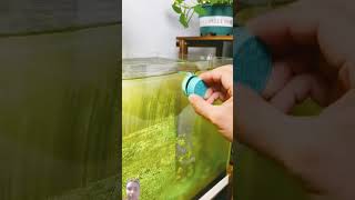 aquarium fish guppy fishtank bettafish youtube pet viralvideo cleaner trend [upl. by Cyrus912]