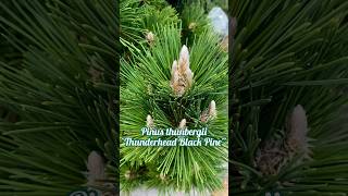 Pinus thunbergii ‘Thunderhead Black Pine … evergreen conifer pinetree blackoine tree plant [upl. by Notffilc288]