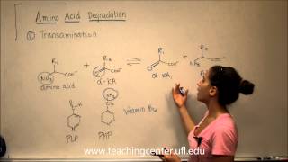 Amino Acid Degradation  Transamination [upl. by Sharos246]