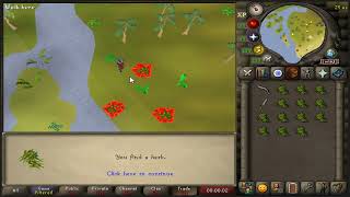 Collecting snake weed 500h  OSRS [upl. by Akemrej921]