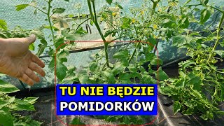 Dlaczego Pomidory NIE OWOCUJĄ co zrobić Szara pleśń Grona Pomidora Owocowanie Pomidorów Nisko [upl. by Ynotna]