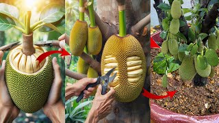 how to grafting jackfruit get a lot of jackfruits in the garden [upl. by Mcspadden]