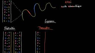 Réplication de l’ADN transcription et traduction de l’ARN [upl. by Forster]