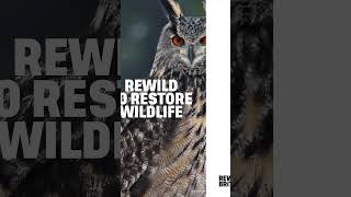 Rewild to restore wildlife shorts [upl. by Middlesworth]