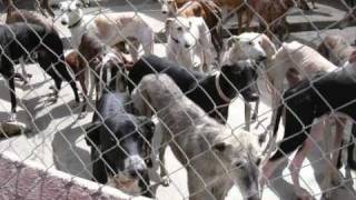 A Galgo Story Spanish Greyhound 1 English version [upl. by Joslyn]