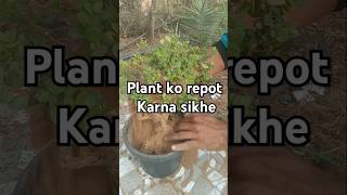 Jade plant crassula Plant ki Repoting repotting plant care plant ki dekhbhal [upl. by Keeryt726]