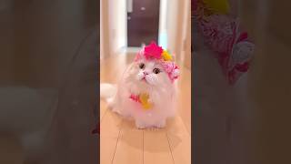 Funny Animals 37😋🥰 [upl. by Normi]