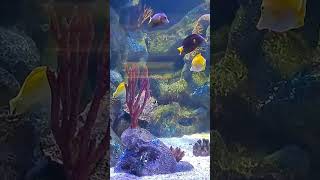 Habitantes sorprendentes en acuario temaiken nemo aquarium [upl. by Yentiw239]