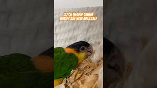 Caiques are very funny and smart birds caique parrot miami bird birds whitebelliedcaique baby [upl. by Bick]