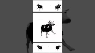 polished cowfunny comedy shorts short cowvideos [upl. by Flosser]