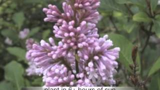 Syringa villosa late Lilac [upl. by Samson592]