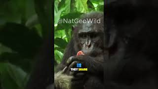 Monkeys Eating Other Monkeys 🐒 joerogan monkey chimpanzee gorillatag [upl. by Ojytteb]