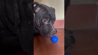 😂HR funny tamil voice over part296🤣youtubeshorts shorts shortfeed rottweiler pitbull dog [upl. by Enedan]