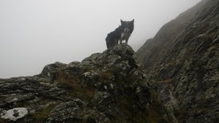 Sharp Edge Blencathra October 23rd 2024 [upl. by Oiram]