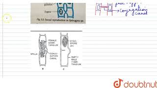 In Spirogyra  CLASS 11  PLANT KINGDOM  BIOLOGY  ERRORLESS  Doubtnut [upl. by Wiese686]