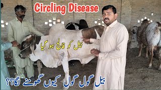 Circling Disease in Cow Listeriosis in Cow Dr Mohsin [upl. by Gennifer]