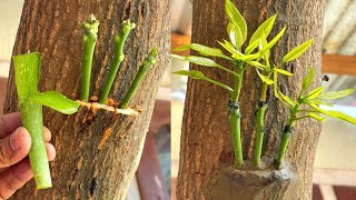 Three Multi grafting On One Mango Tree  How To Graft A Mango Tree [upl. by Souza]