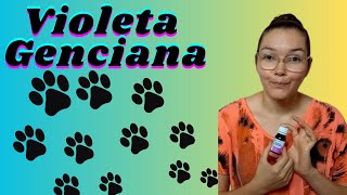 VIOLETA GENCIANA funciona posso usar no meu cachorro minha experiência com violeta genciana [upl. by Minor]