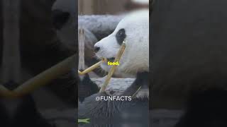 5 Fun Facts About Brars You Didn’t Know❗️❗️funfacts bear viralvideo [upl. by Maridel]