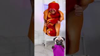 WHAT A LEGLESS HOT DOG THATS IMPOSSIBLE 😨🌭 funnyanimals dog pranks [upl. by Nomolas519]