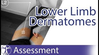 Dermatomes Lower Limb  Peripheral Neurological Examination [upl. by Hnah]