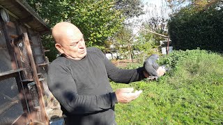 İsviçre Güvercin takla pigeon taube  kara incirler [upl. by Ranita]