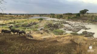 Great Migration River Crossing [upl. by Vernon]