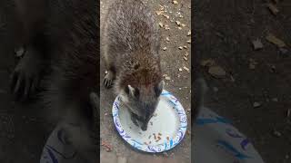 Raccoon eats the foods for the stray cat cat viral raccoon shorts [upl. by Enilram166]