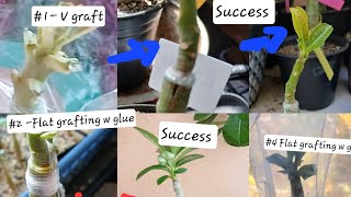 ADENIUM GRAFTING UPDATE W GLUE PRESSURE and V Grafting 8924 [upl. by Lorre75]