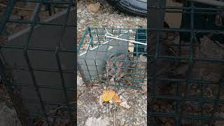 🐀🐀🐀🐀🐀 Rat Removal 🐀🐀 Trapper Mike NWCO 38 🐀🐀🐀🐀🐀 [upl. by Trstram]