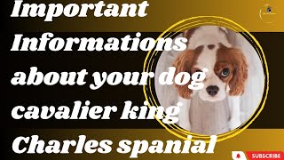 Charming Cavaliers The Heartwarming World of Cavalier King Charles Spaniels [upl. by Ylaek537]