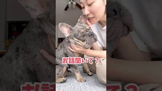 逆に子犬に内緒話をしてみたら爆笑の結果にww shorts フレブル フレンチブルドッグ [upl. by Eric]