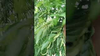 Curry leaves 🌿🌿🌿shortsvideo greening nature thebeautyofnature [upl. by Loralyn]