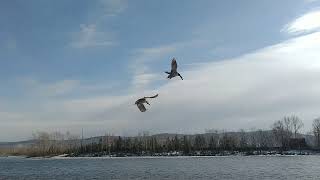 Yenisei river  fifthlongest river system in the world  largest drain into the Arctic yenisei [upl. by Chaim]