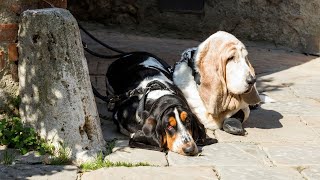 Are Basset Hounds Prone to Barking [upl. by Cailean]