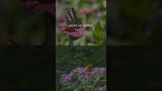 How Do Plants Pollinate [upl. by Nolrah]