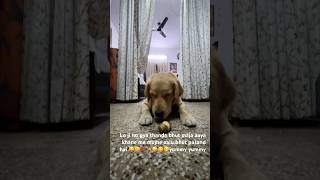 Yuki khush hua shortsvideo trending doglover goldenretriever babysongs love comedy funny [upl. by Neela]