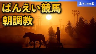 馬の吐息、朝日に照らされ幻想的 ばんえい競馬の朝調教 [upl. by Martelli]