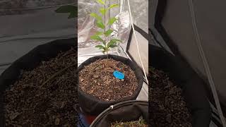 Plum tree clones at 3 months of growth from rooting plumtree homegardening growlights growtent [upl. by Elpmet]