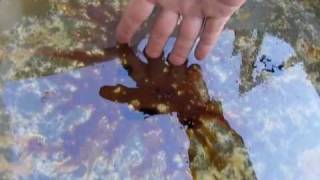 GULF OIL SPILL BPs Oil Dispersants  itopf [upl. by Netniuq]