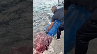 Stingray feeding time shortsfeed fishing fishfeeding fishing [upl. by Towny]