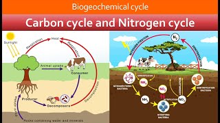 Biogeochemical cycle  Carbon cycle  Nitrogen cycle  Chapter 16 Class 10th biology [upl. by Jena529]